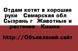 Отдам котят в хорошие руки - Самарская обл., Сызрань г. Животные и растения » Кошки   